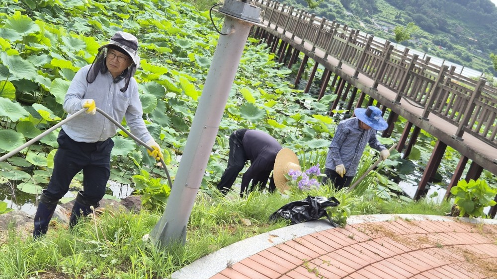 대가면 주민자치회, 연꽃테마파크에 수국 향기 더하다