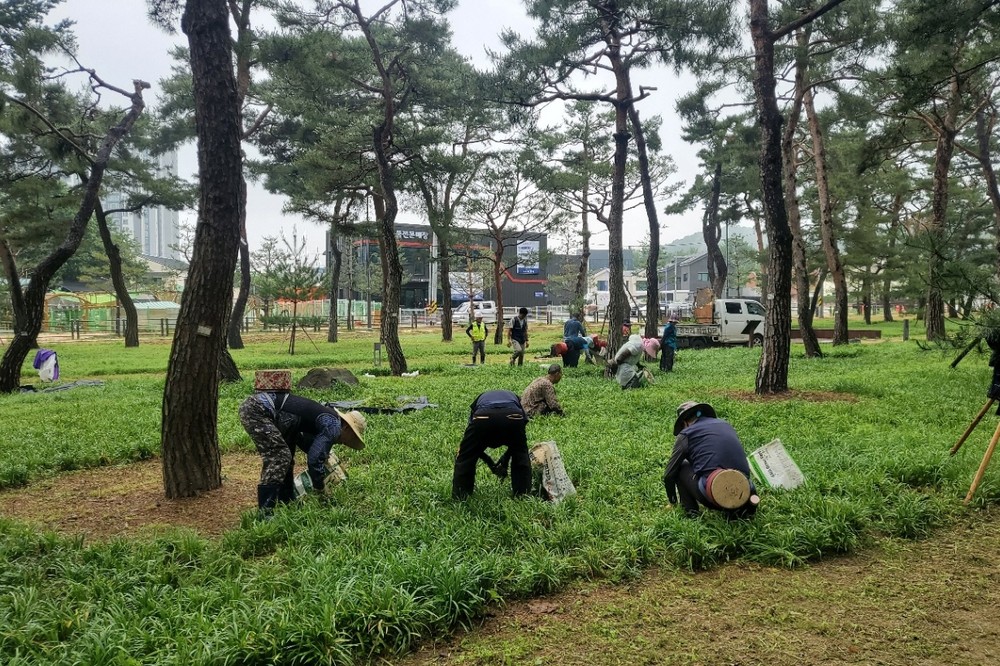 수원시 장안구, 노송공원 맥문동 군락지 친환경 수작업 제초 완료