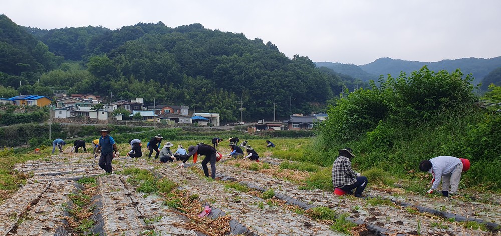 합천군 봉산면·건설교통과, 양파 수확 일손돕기 실시
